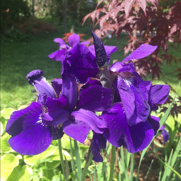 Meet your Posher, Melloney - Picture 1 of 1